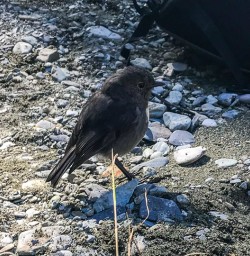 Robin Bird on Routeburn Track, Otago New Zealand