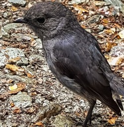 Robin bird at Routeburn track Otago New Zealand