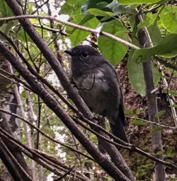 Robin bird at Routeburn track, Otago New Zealand