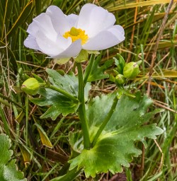 Spring flower at Aoraki Mt Cook, Canterbury New Zealand