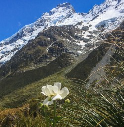 Srping flower at Aoraki Mount Cook Village, Canterbury New Zealand