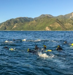 Swimming with dolphins at Kaikoura, Canterbury New Zealand
