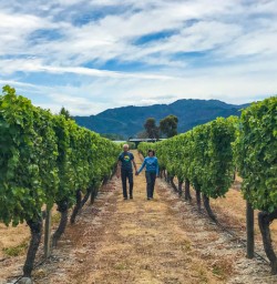 Walking through vines at Wairau Vineyard