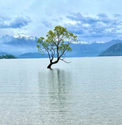 Wanaka tree