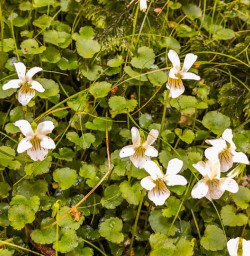 White flowers at Routeburn track, Otago New Zealand