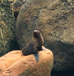 6. Martins Bay seal colony
