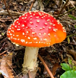 Wild mushroom