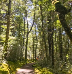 Beech forest on the Kepler Track