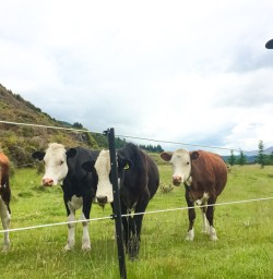 6. Cows in field