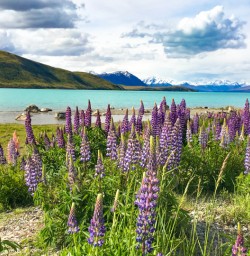 6. Lupins and Lake Tekapo