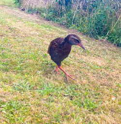 6. Native Weka Nelson Lakes National Park