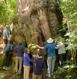 6. Peek Forest trees