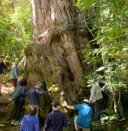 6. Peel forest