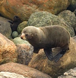 6. Seal at Meartins Bay