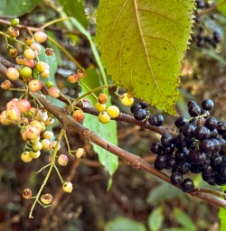 6. Wild berries Rocky Mountain Pure South 12 Feb 23