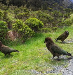Kea at Milford Sound