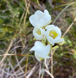 Flora in New Zealand 