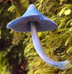 Mushrooms