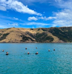 7 Pure South dolphin swim in Akoroa