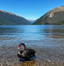 7 Swan On Lake Rotoiti Nelson Lakes National Park Feb2025