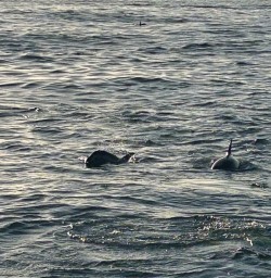 Swim with dolphins in Kaikoura with New Zealand Trails