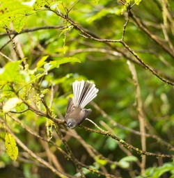 Piwakawaka also known as a Fantail - you can see why!