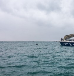 Dolphin at Kaikoura, Canterbury New Zealand