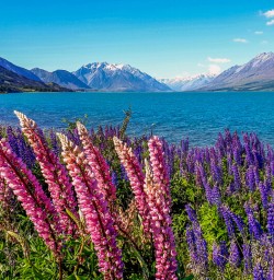 Lake Ohau, Canterbury New Zealand