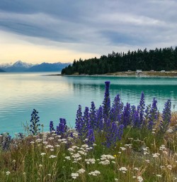 Lake Pukaki views of Mount Cook