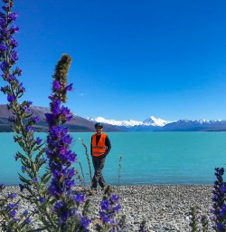 Lupins at Lake Pukaki