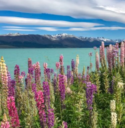 Lupins at Lake Pukaki