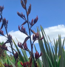 Native plant Stewart Island2