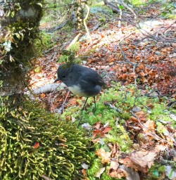 A South Island Robin coming to inspect the team