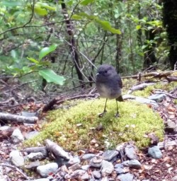 new zealand robin on the routeburn track
