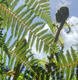 Stewart Island luxury walking tours