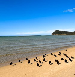 Torrent Bay Nelson