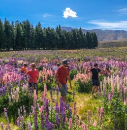 Walking between the lupins around Lake Tekapo, Canterbury New Zealand