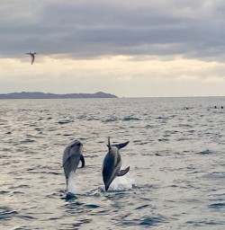 Two dolphins jumping out of the water