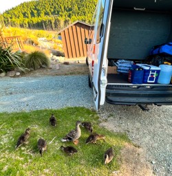 7. Ducks want to come too