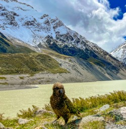 7. Kea at the end of Hooker Valley trail