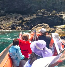 7. Dolphin spotting from the boat