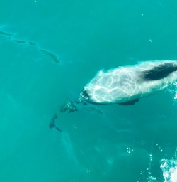 7. Dolphin