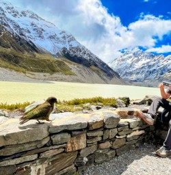 7. Guest snaps pic of Kea on Hooker Valley