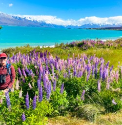 7. Guests in the lupins Lake Tekapo
