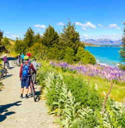 7. Lupins and guests on bikes Lake Tekapo