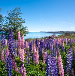 7. Lupins at Lake Tekapo