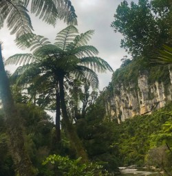 7. Pororari River Track