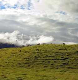 Sheep farming in New Zealand