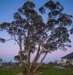 8 Dusk pastel tones Cape Foulwind2