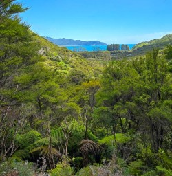 Hike in Awaroa to Bark Bay